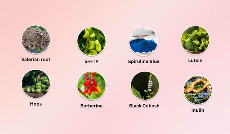 Sleep Lean Ingredients